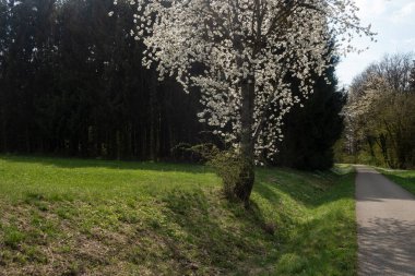 Güney Almanya 'da baharda, güneşli bir öğleden sonra, güzel elma ağacı çiçek açar.