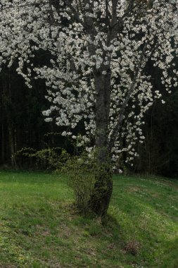 Güney Almanya 'da baharda, güneşli bir öğleden sonra, güzel elma ağacı çiçek açar.