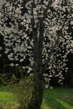 Güney Almanya 'da baharda, güneşli bir öğleden sonra, güzel elma ağacı çiçek açar.
