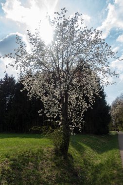 Güney Almanya 'da baharda, güneşli bir öğleden sonra, güzel elma ağacı çiçek açar.