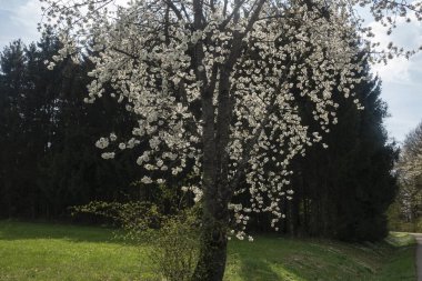 Güney Almanya 'da baharda, güneşli bir öğleden sonra, güzel elma ağacı çiçek açar.