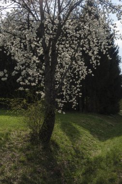 Güney Almanya 'da baharda, güneşli bir öğleden sonra, güzel elma ağacı çiçek açar.
