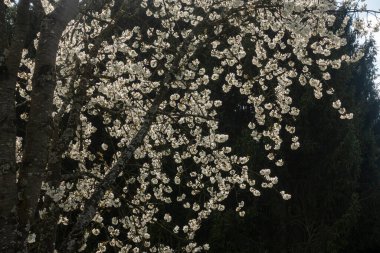 Güney Almanya 'da baharda, güneşli bir öğleden sonra, güzel elma ağacı çiçek açar.