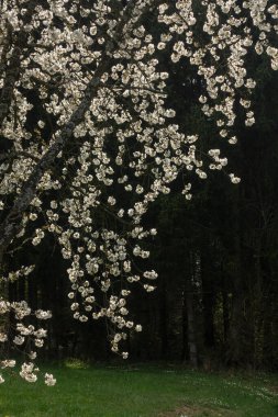 Güney Almanya 'da baharda, güneşli bir öğleden sonra, güzel elma ağacı çiçek açar.