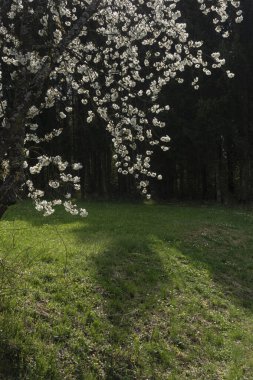 Güney Almanya 'da baharda, güneşli bir öğleden sonra, güzel elma ağacı çiçek açar.