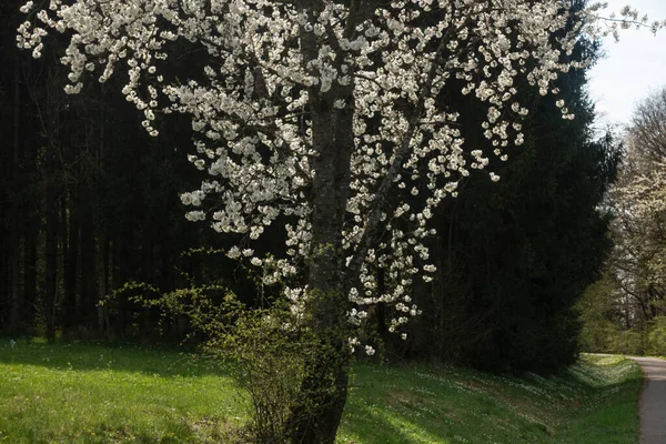 Güney Almanya 'da baharda, güneşli bir öğleden sonra, güzel elma ağacı çiçek açar.