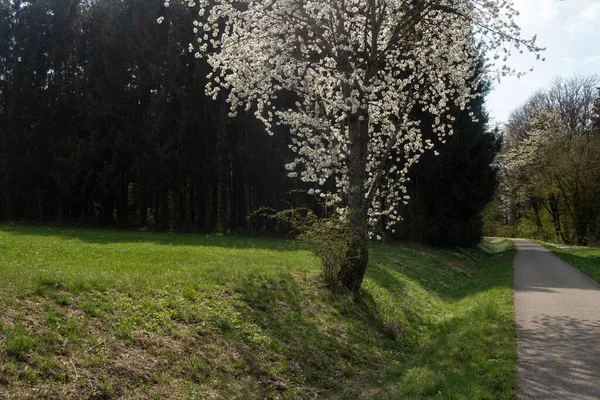 Güney Almanya 'da baharda, güneşli bir öğleden sonra, güzel elma ağacı çiçek açar.