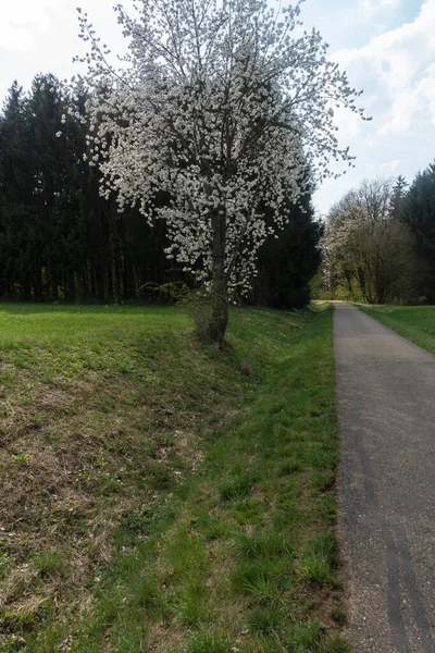 Güney Almanya 'da baharda, güneşli bir öğleden sonra, güzel elma ağacı çiçek açar.