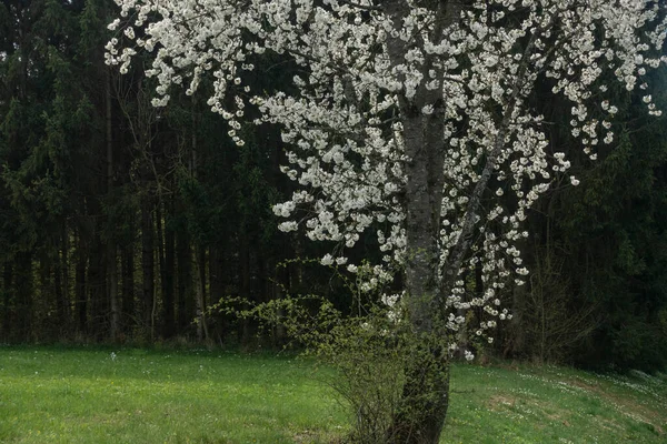 Bela Macieira Flor Primavera Sul Alemanha Tarde Ensolarada — Fotografia de Stock
