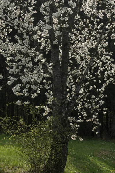 Güney Almanya 'da baharda, güneşli bir öğleden sonra, güzel elma ağacı çiçek açar.