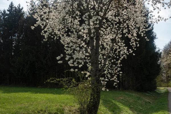 Beautiful Apple Tree Blossom Spring South Germany Sunny Afternoon — Photo