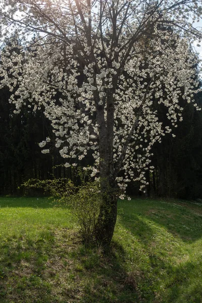 Piękne Jabłoń Kwitną Wiosną Południowych Niemczech Słoneczne Popołudnie — Zdjęcie stockowe