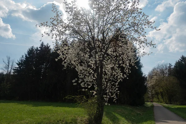 Güney Almanya 'da baharda, güneşli bir öğleden sonra, güzel elma ağacı çiçek açar.