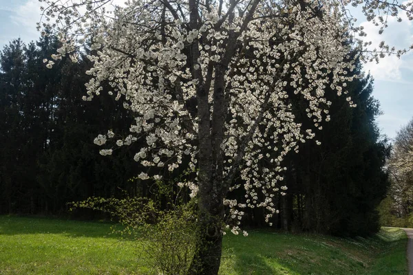 Güney Almanya 'da baharda, güneşli bir öğleden sonra, güzel elma ağacı çiçek açar.