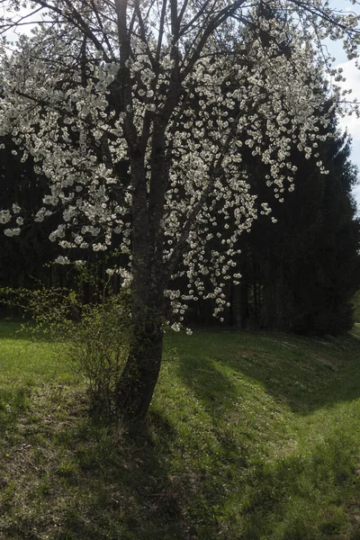 Beautiful Apple Tree Blossom Spring South Germany Sunny Afternoon — Fotografia de Stock