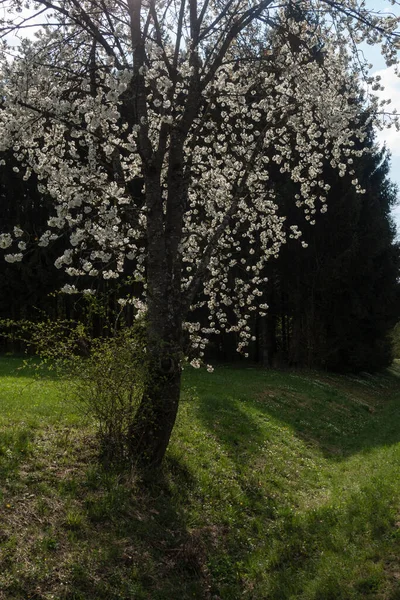 Güney Almanya 'da baharda, güneşli bir öğleden sonra, güzel elma ağacı çiçek açar.