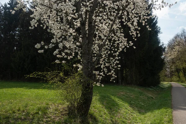 Güney Almanya 'da baharda, güneşli bir öğleden sonra, güzel elma ağacı çiçek açar.