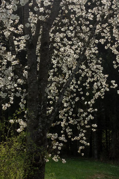 Belle Fleur Pommier Printemps Allemagne Sud Après Midi Ensoleillé — Photo