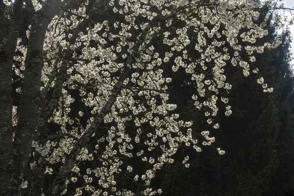 Hermosa Flor Manzano Primavera Sur Alemania Tarde Soleada — Foto de Stock