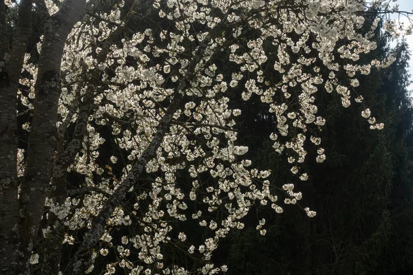 Güney Almanya 'da baharda, güneşli bir öğleden sonra, güzel elma ağacı çiçek açar.