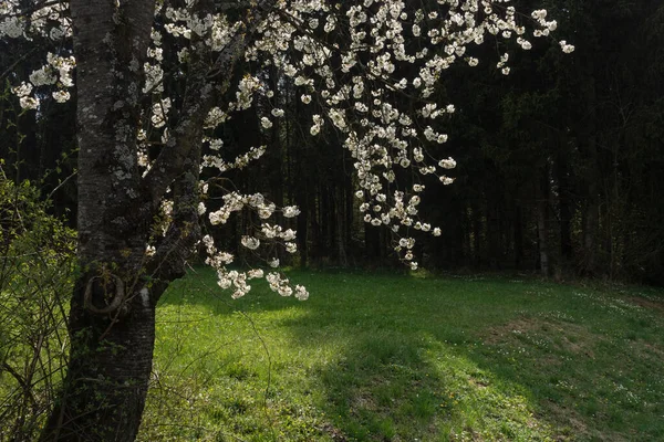 Güney Almanya 'da baharda, güneşli bir öğleden sonra, güzel elma ağacı çiçek açar.