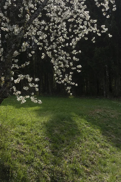 Güney Almanya 'da baharda, güneşli bir öğleden sonra, güzel elma ağacı çiçek açar.