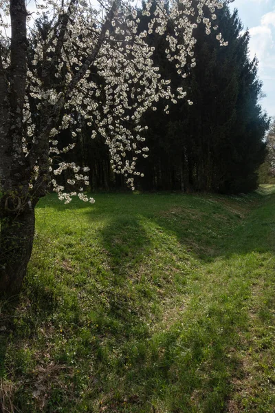 Güney Almanya 'da baharda, güneşli bir öğleden sonra, güzel elma ağacı çiçek açar.