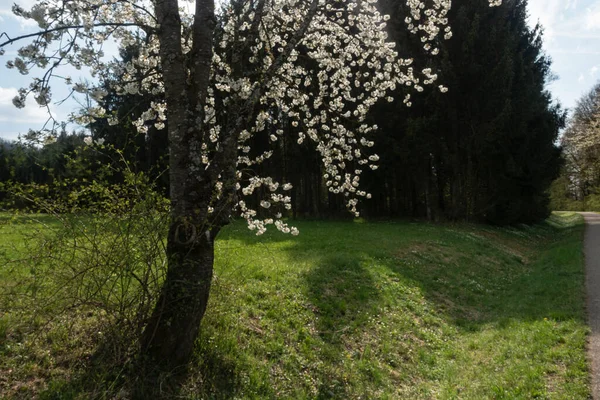 南德美丽的苹果树在春天开花 阳光明媚的下午 — 图库照片