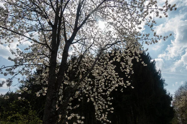 Beautiful Apple Tree Blossom Spring South Germany Sunny Afternoon — Fotografia de Stock