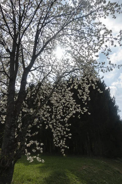 Güney Almanya 'da baharda, güneşli bir öğleden sonra, güzel elma ağacı çiçek açar.