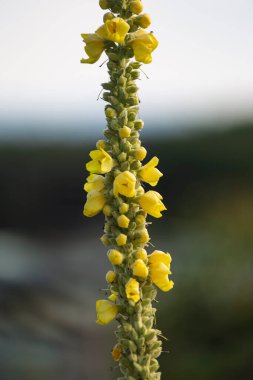 Bahçe çiçekleri yaz aylarında Alman kır evinde çiçek açar.