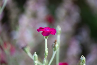 Bahçe çiçekleri yaz aylarında Alman kır evinde çiçek açar.