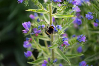Bahçe çiçekleri yaz aylarında Alman kır evinde çiçek açar.