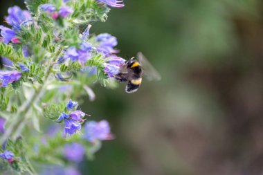 Bahçe çiçekleri yaz aylarında Alman kır evinde çiçek açar.