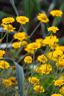 Bahçe çiçekleri yaz aylarında Alman kır evinde çiçek açar.