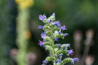 Bahçe çiçekleri yaz aylarında Alman kır evinde çiçek açar.