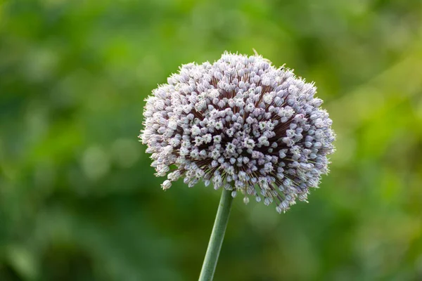 Fiori Giardino Fioriscono Nel Giardino Cottage Tedesco Estate Mese Luglio — Foto Stock