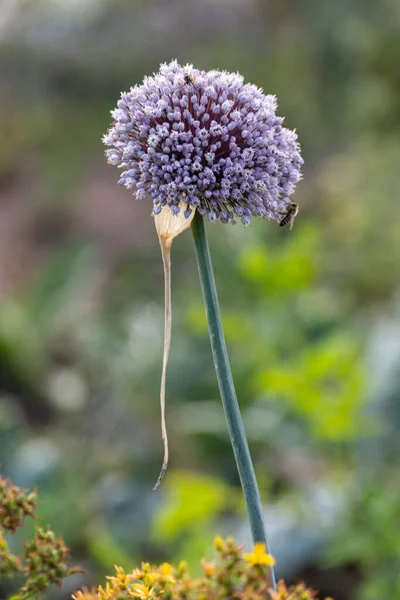 Fiori Giardino Fioriscono Nel Giardino Cottage Tedesco Estate Mese Luglio — Foto Stock