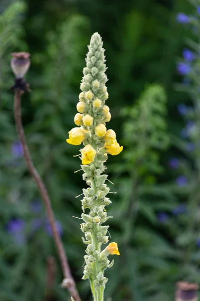 Garden Flowers Bloom German Cottage Garden Summer Month July — Fotografia de Stock