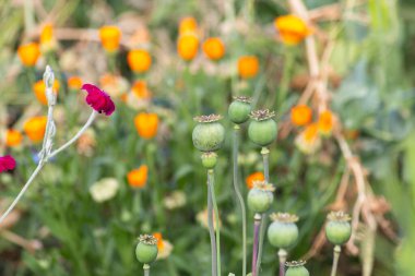Bahçe çiçekleri yaz aylarında Alman kır evinde çiçek açar.