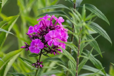 Bahçe çiçekleri yaz aylarında Alman kır evinde çiçek açar.