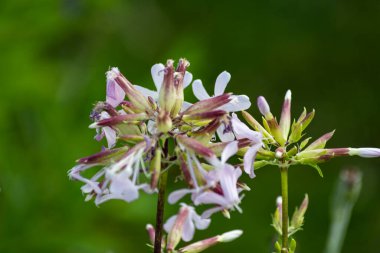 Bahçe çiçekleri yaz aylarında Alman kır evinde çiçek açar.