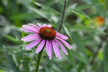 Bahçe çiçekleri yaz aylarında Alman kır evinde çiçek açar.