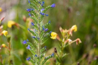 Bahçe çiçekleri yaz aylarında Alman kır evinde çiçek açar.
