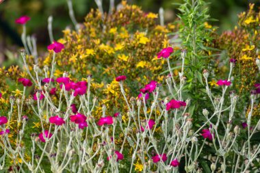 Bahçe çiçekleri yaz aylarında Alman kır evinde çiçek açar.