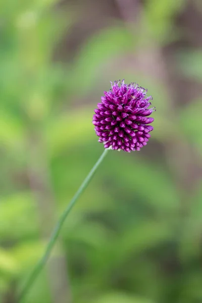 Garden Flowers Bloom German Cottage Garden Summer Month July — ストック写真