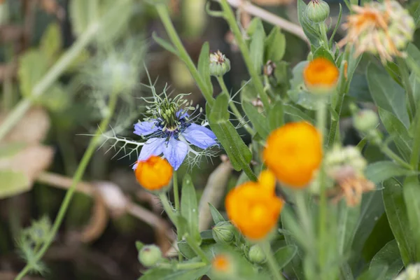 Garden Flowers Bloom German Cottage Garden Summer Month July — ストック写真