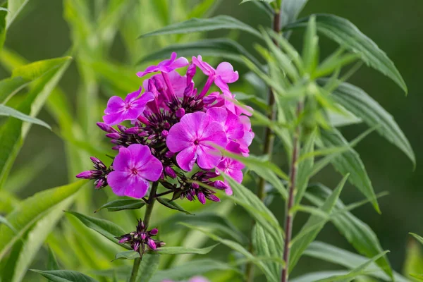 Fiori Giardino Fioriscono Nel Giardino Cottage Tedesco Estate Mese Luglio — Foto Stock