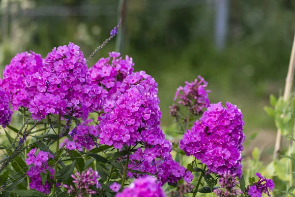Garden Flowers Bloom German Cottage Garden Summer Month July — ストック写真