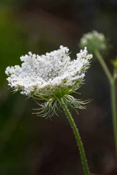 Garden Flowers Bloom German Cottage Garden Summer Month July — Stock fotografie